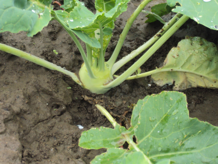 gulii - GRADINA  2011