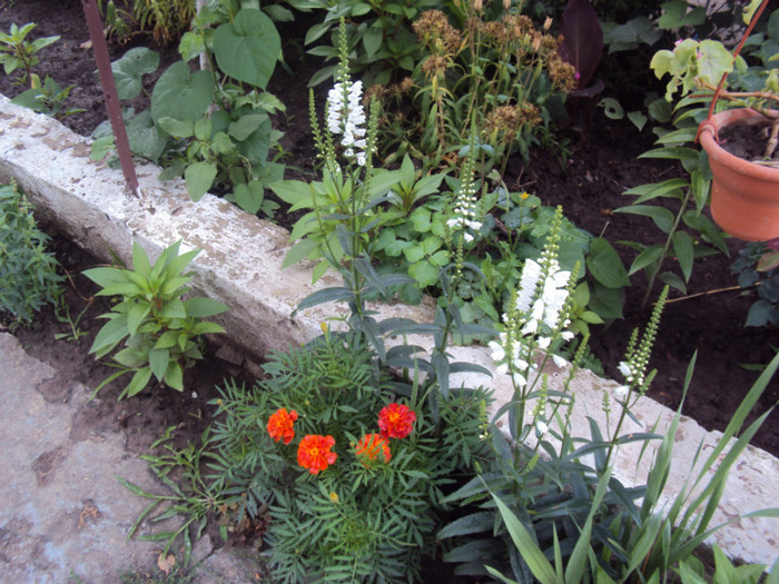 DSC09280 - GRADINA  2011