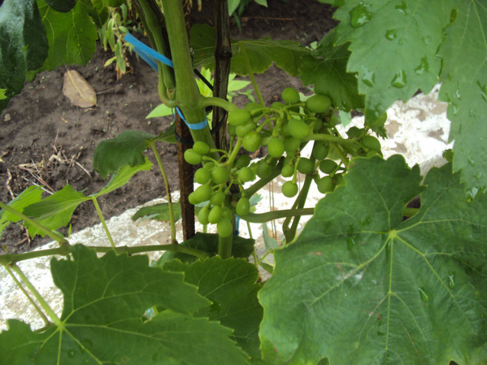 DSC09281 - GRADINA  2011