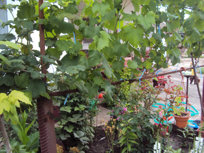DSC09282 - GRADINA  2011