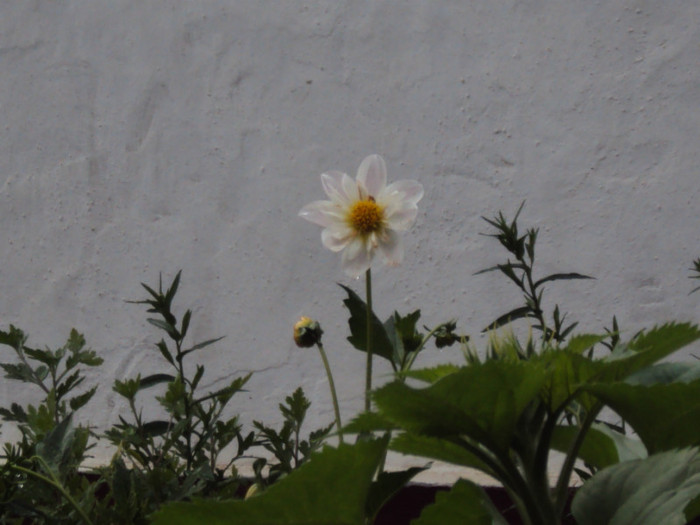 DSC09284 - GRADINA  2011