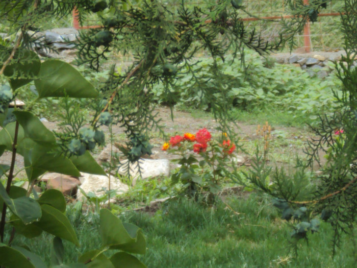 DSC09288 - GRADINA  2011