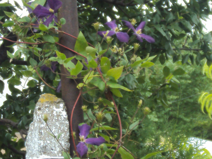 DSC09289 - GRADINA  2011