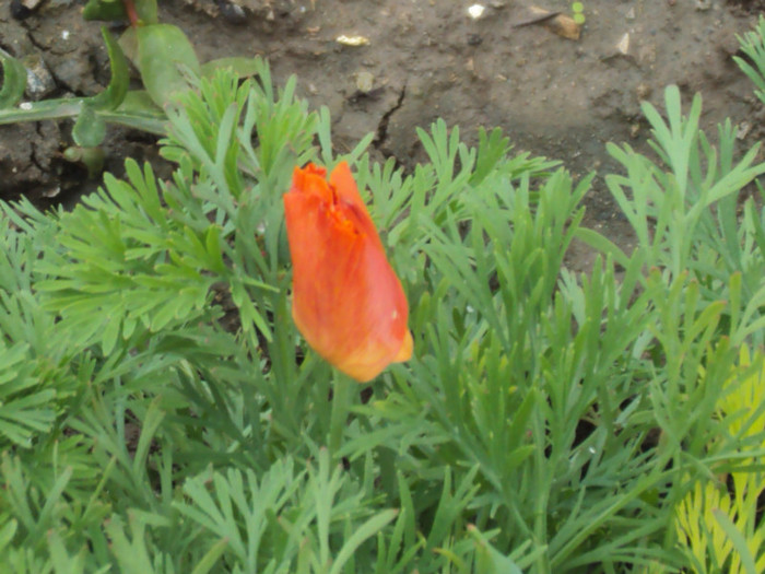 DSC09292 - GRADINA  2011