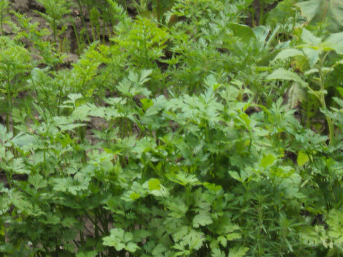 patrunjel - GRADINA  2011