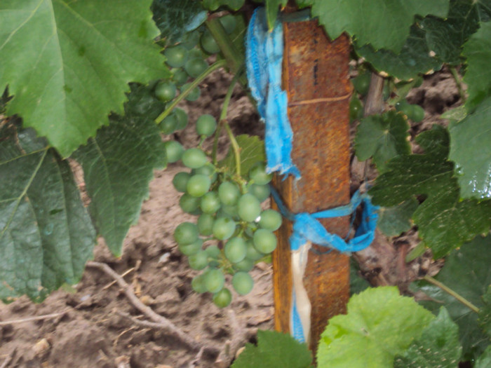 DSC09300 - GRADINA  2011