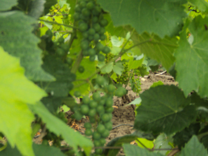 DSC09301 - GRADINA  2011