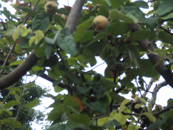 DSC09303 - GRADINA  2011