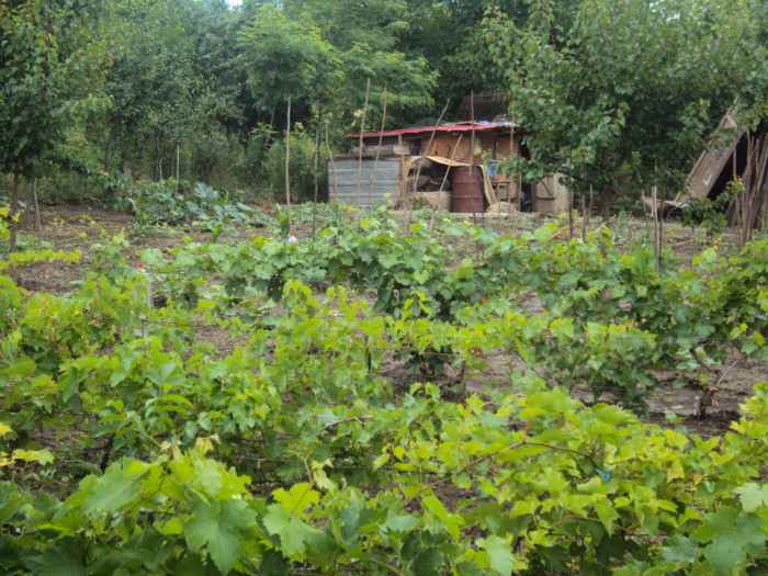 DSC09318