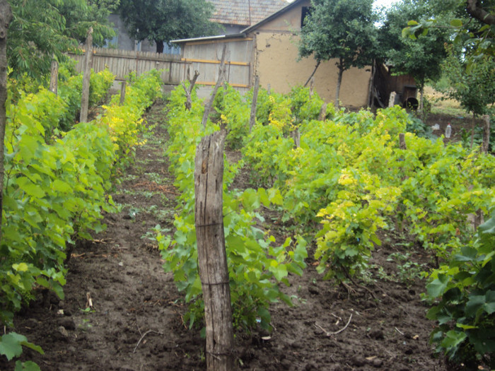 DSC09321 - GRADINA  2011