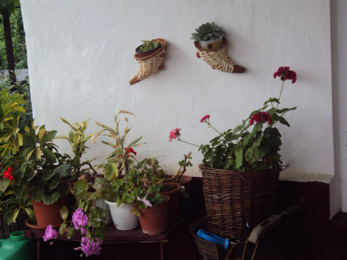 DSC09325 - GRADINA  2011