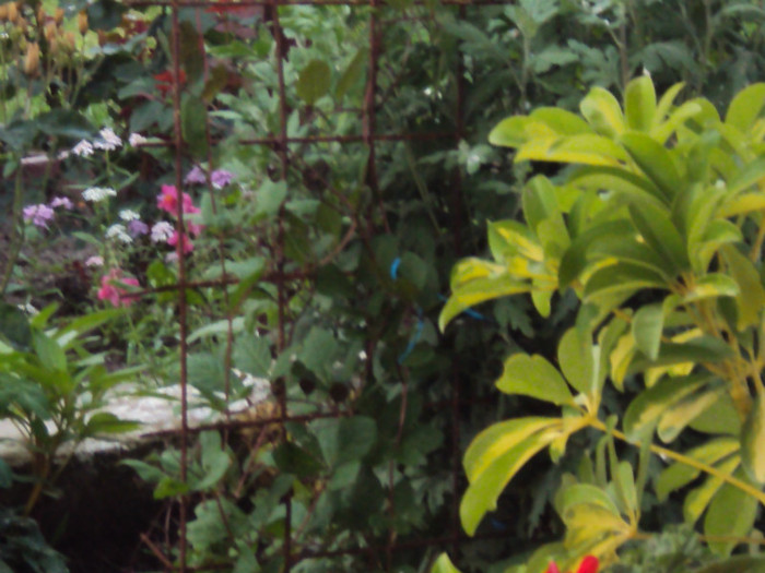 DSC09326 - GRADINA  2011