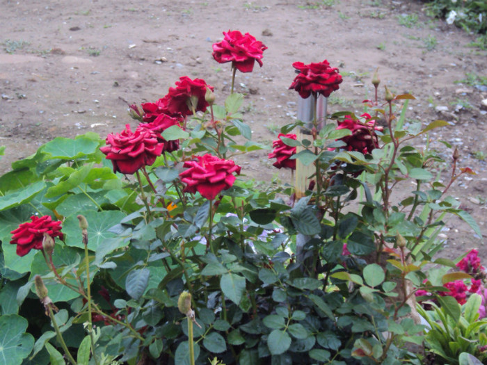 DSC09333 - GRADINA  2011