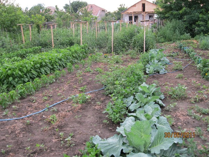 IMG_0712 - Gradina de legume 2011