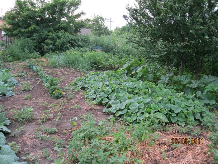 IMG_0713 - Gradina de legume 2011