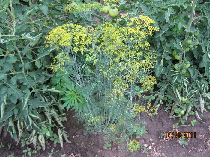 IMG_0716 - Gradina de legume 2011