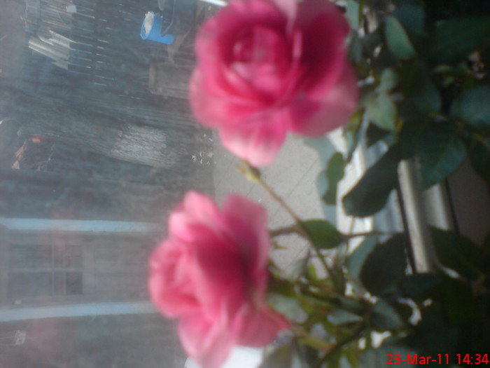 dsc00014 - trandafirii piticii