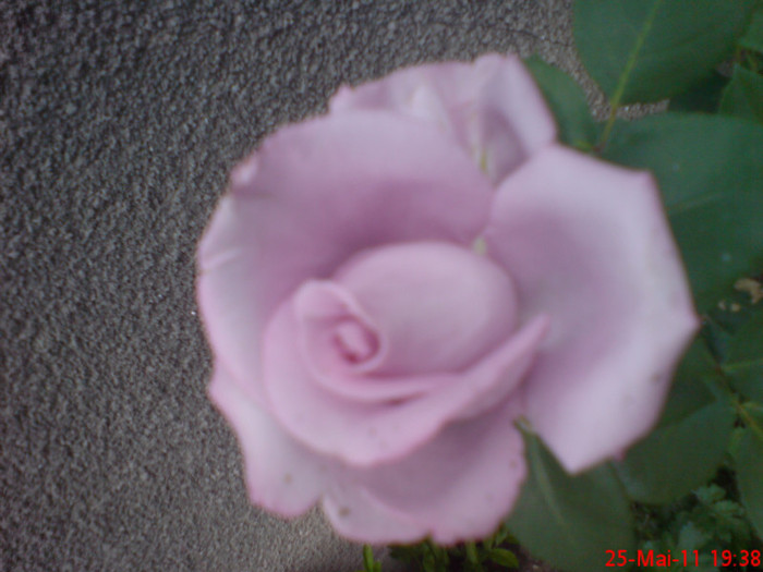 dsc00099 - trandafiri 2011
