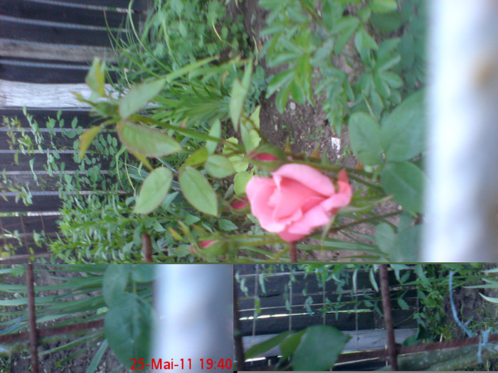 dsc00108 - trandafiri 2011