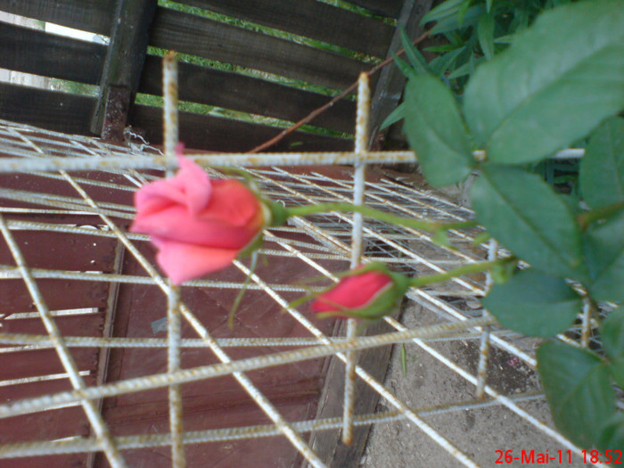 dsc00111 - trandafiri 2011