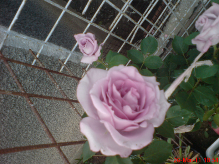 dsc00117 - trandafiri 2011