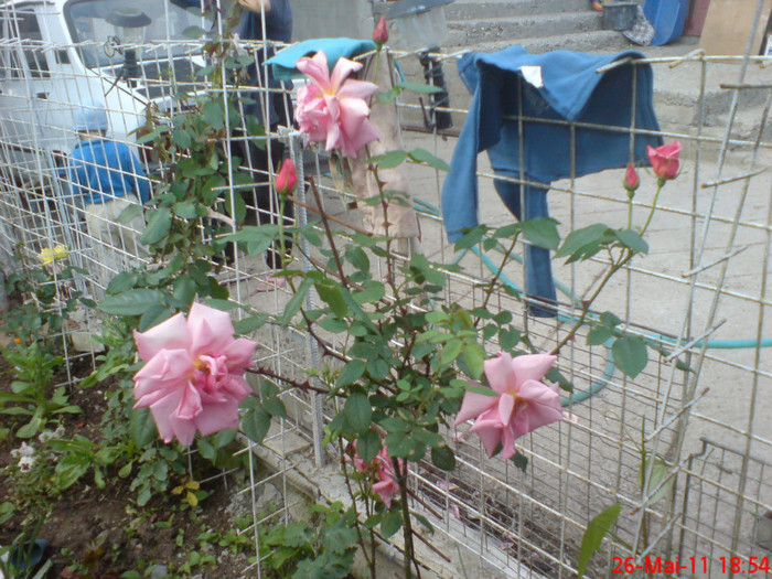 dsc00120 - trandafiri 2011