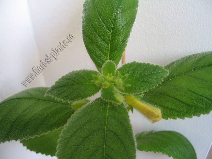 Achimenes Antirrhina 1