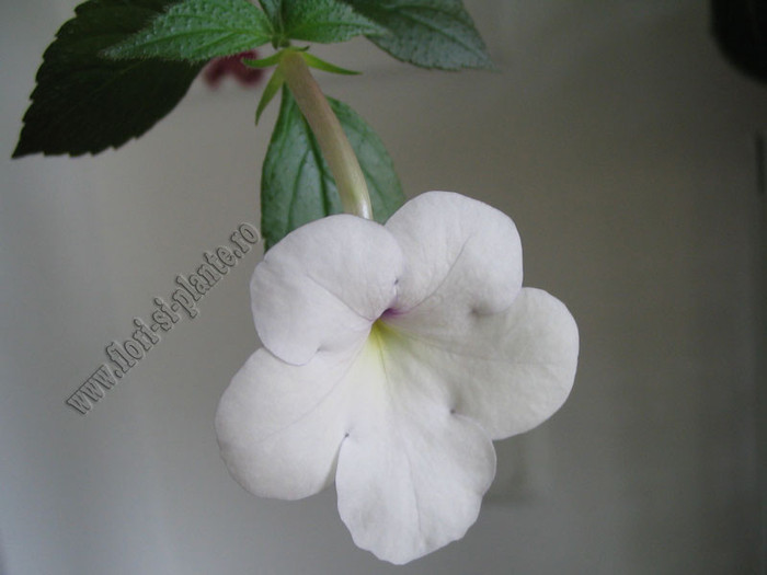 Achimenes Snow Surprise 2