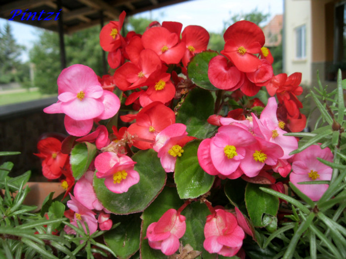 un buchet de flori roze si rosii