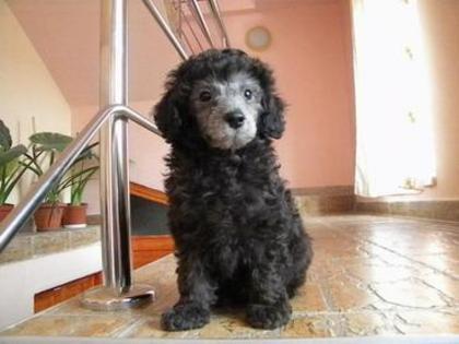 Puppy-adoptat de and09ra - Adopta si dai un nume