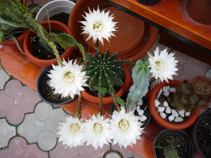 MsiG 159 - cactusi si suculente