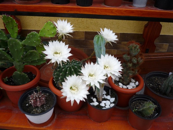 MsiG 160 - cactusi si suculente