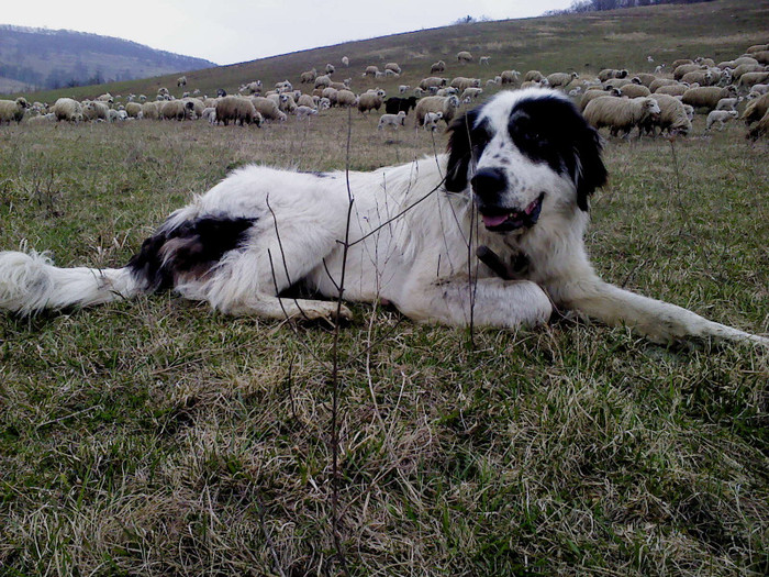 DSC01087 - caini de bucovina 2011