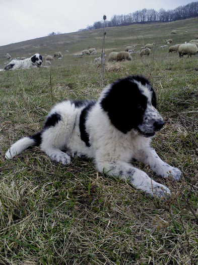 DSC01096 - caini de bucovina 2011