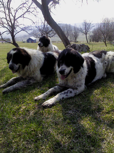 DSC01127 - caini de bucovina 2011