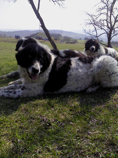 vanduta-branca - caini de bucovina 2011