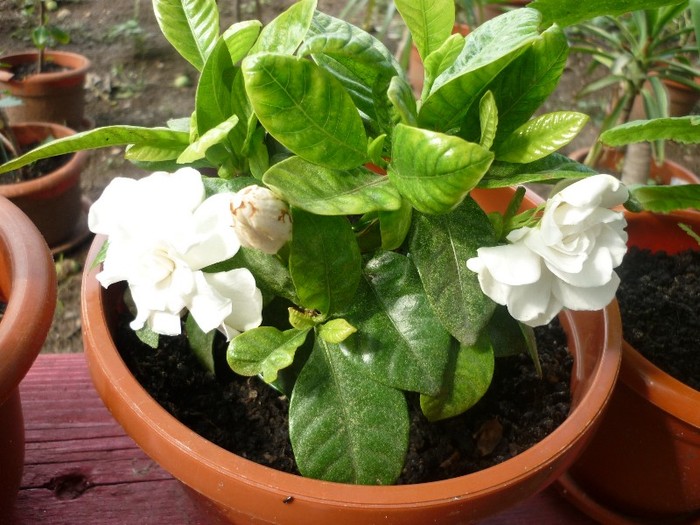 Gardenia