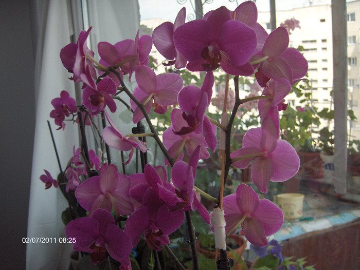 phalaenopsis