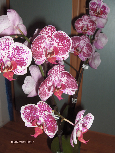 pistruiata DORITAENOPSIS; Doritaenopsis Chain Xen Pearl &#039;Ming-Ho&#039;
