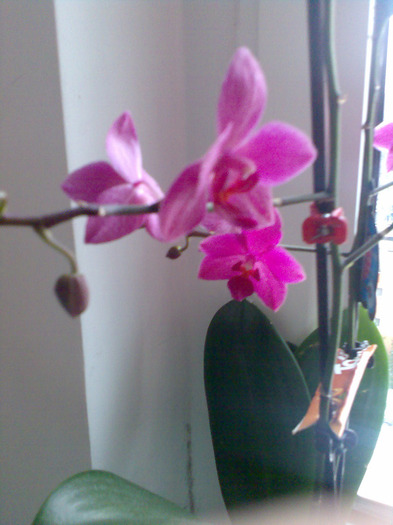 phalaenopsis