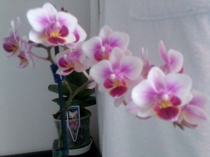 PITICA frumusicaPhalaenopsis Sogo Twinkle