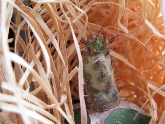 Euphorbia sp. Cape Guardafui - EUPHORBIA - album foto 1