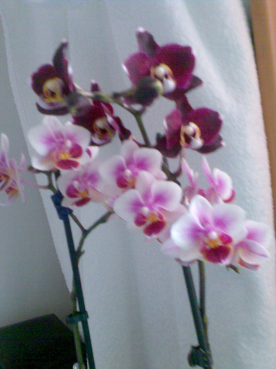 PITICA frumusica si visinica