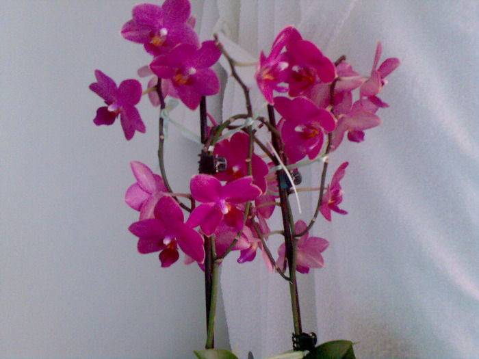 revolutionara; cea care mi-a deschis pasiunea...
