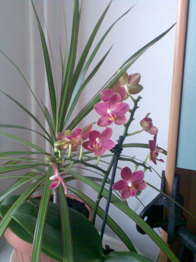 phalaeonopsis cu o ciufulita