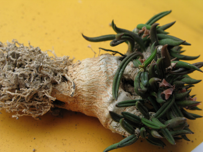 Euphorbia cylindrifolia ssp. tuberifera - EUPHORBIA - album foto 1