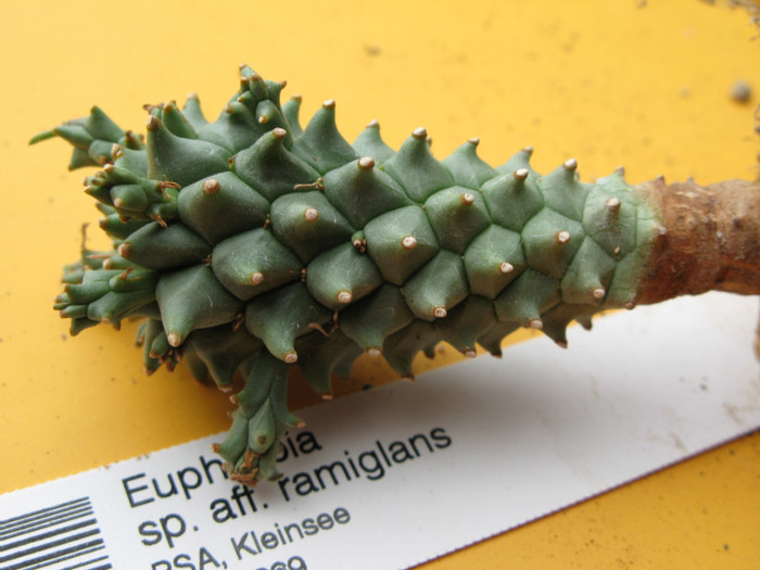 Euphorbia sp. aff. ramiglans - EUPHORBIA - album foto 1