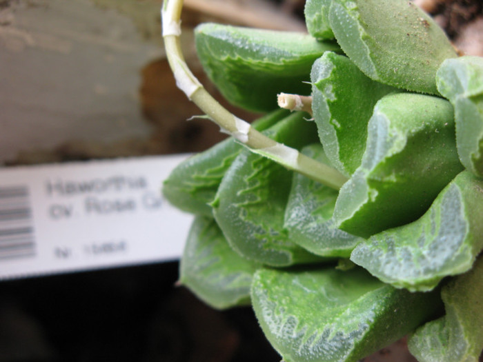 Haworthia cv. Rose Green, SPT 1021 - Haworthia si Gasteria