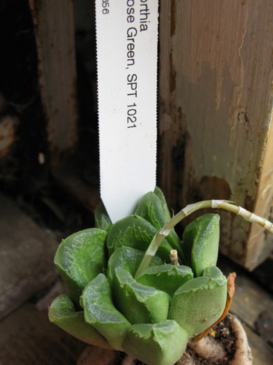 Haworthia cv. Rose Green, SPT 1021