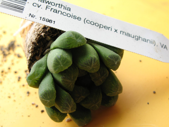 Haworthia cv. Francoise (cooperi x maughanii)